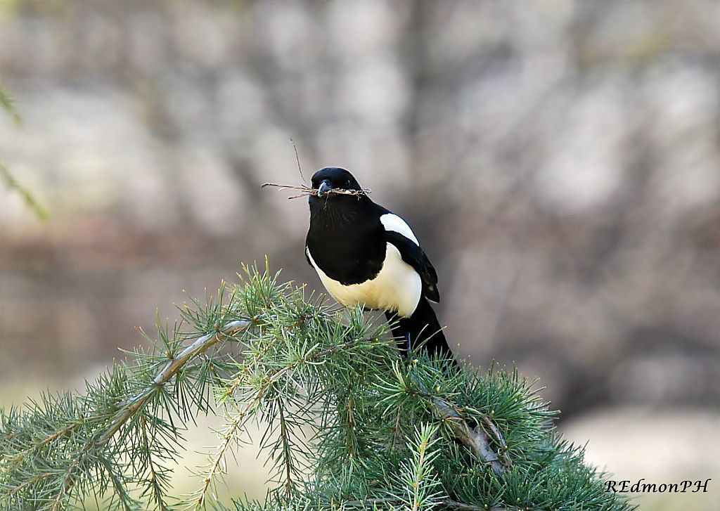 La Gazza e la sua casa